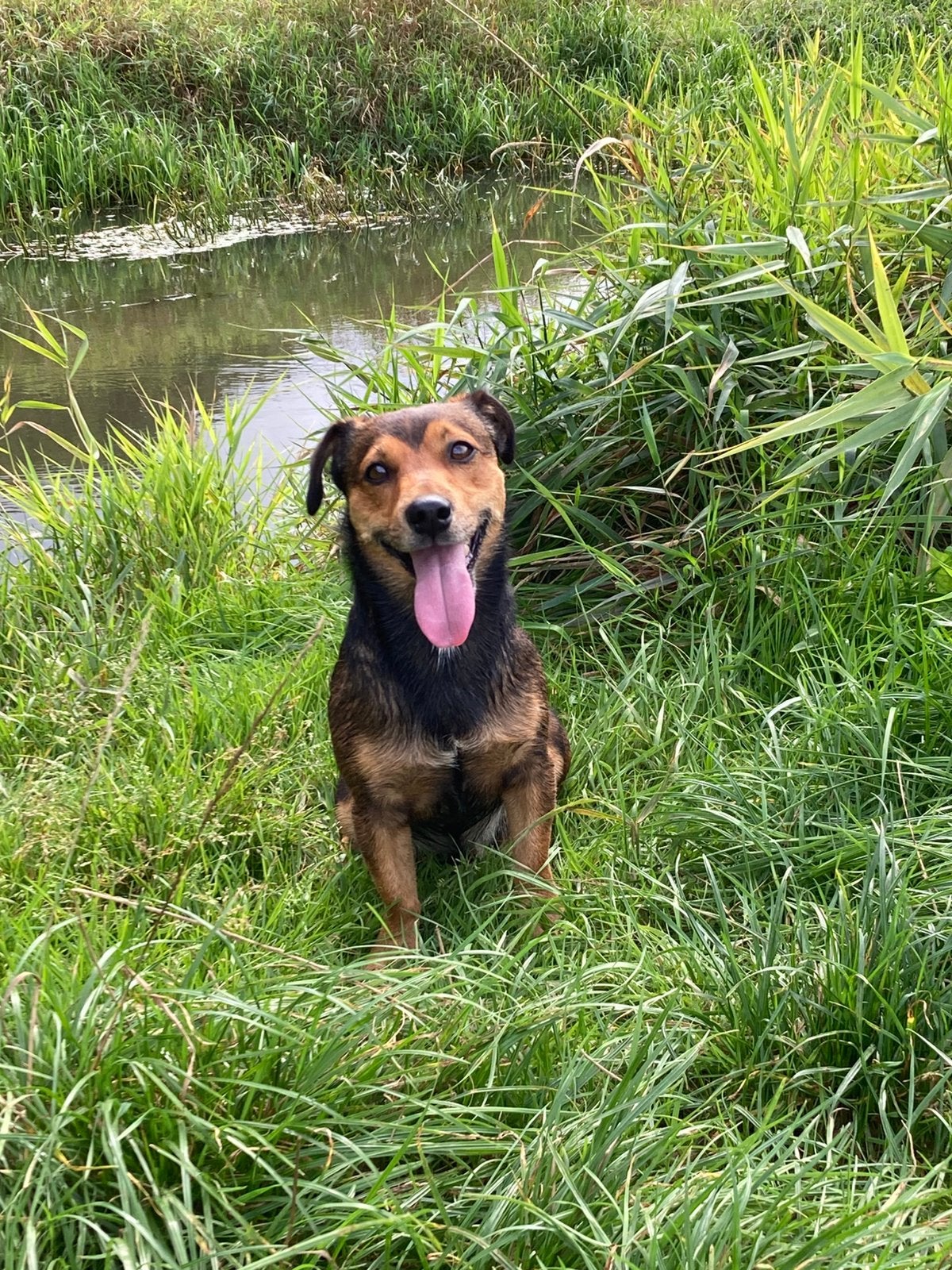 Lieve ervaren Jack Russel dekreu, Reu, Eén hond, CDV (hondenziekte), 3 tot 5 jaar