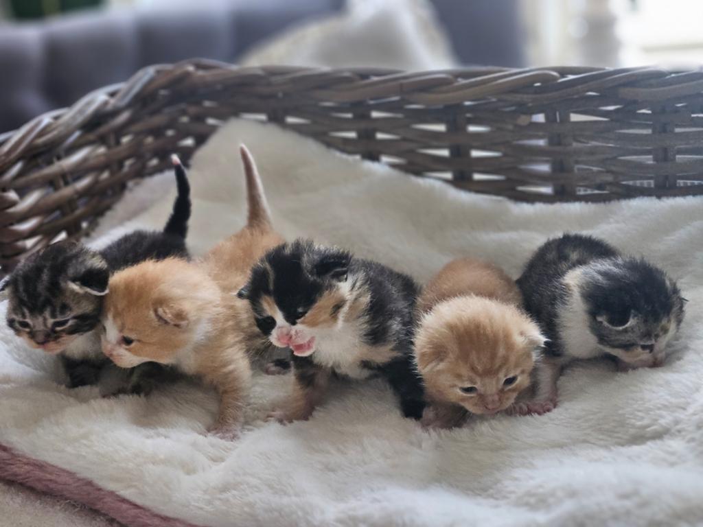 Vijf prachtige kittens!, Meerdere dieren