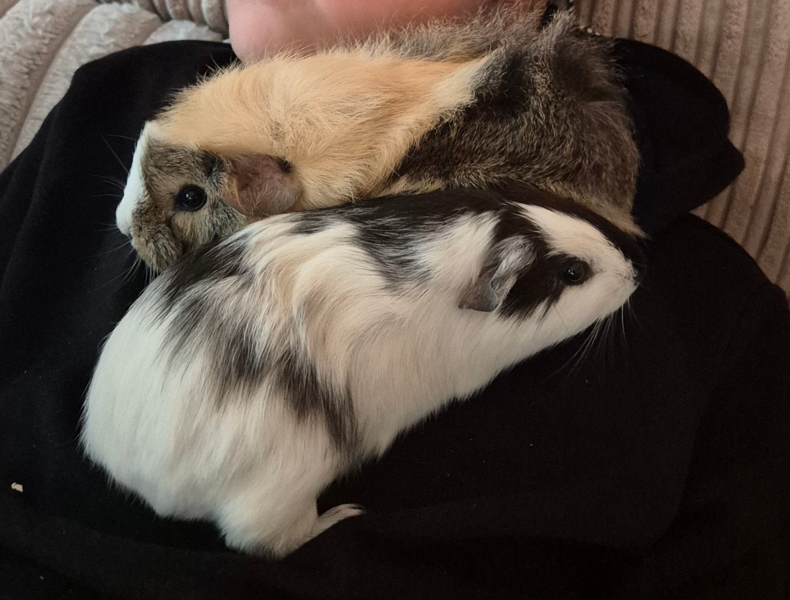 2 lieve, hele mooie cavia zeugjes inclusief toebehoren, Dieren en Toebehoren, Knaagdieren, Cavia, April, Vrouwelijk, Tam