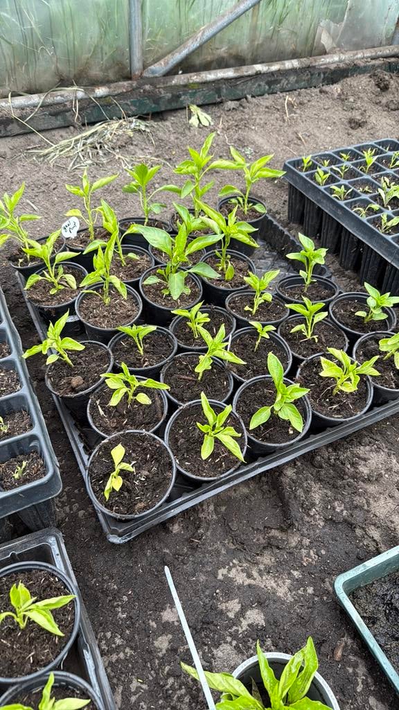 Paprikaplanten diverse rood en geel en punt, Ophalen, Eenjarig, Groenteplanten, Volle zon