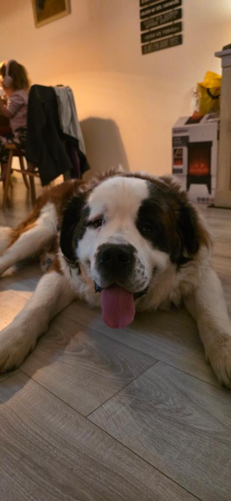 Sint bernard reu, 1 tot 2 jaar, Eén hond, Nederland, Particulier