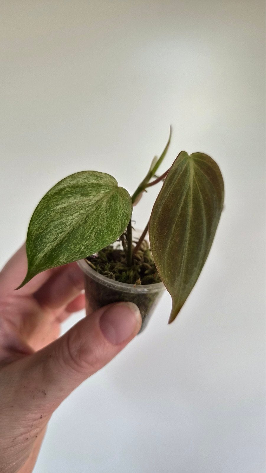 Philodendron Micans Velvet pink mint variegata, Ophalen of Verzenden, Overige soorten, Halfschaduw, Minder dan 100 cm