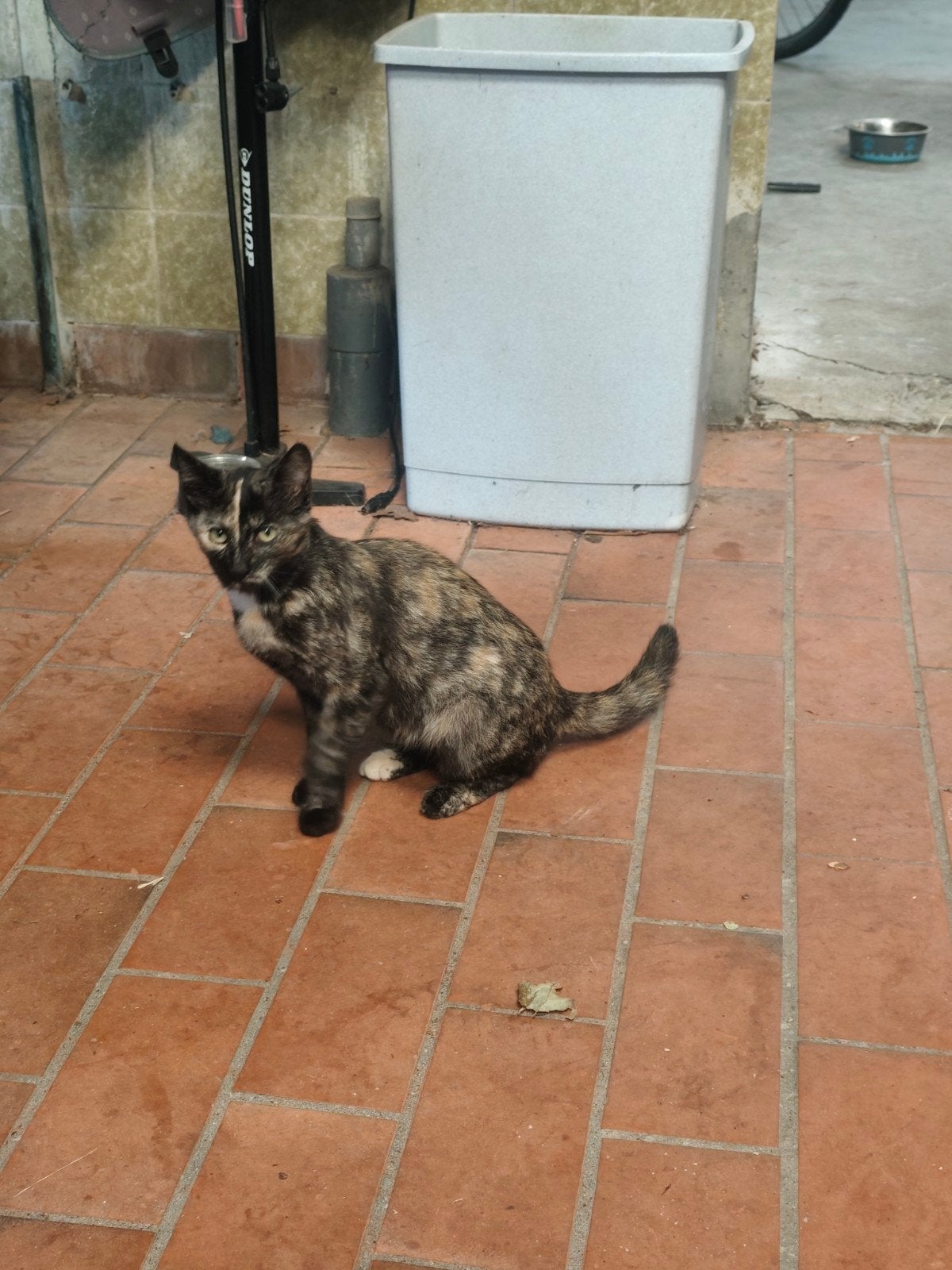 boerderij kitten, Poes