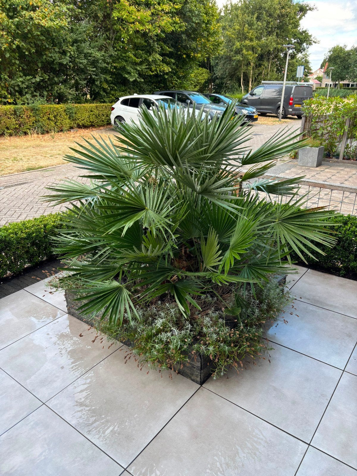 Chamaerops humilis palm - Winterharde palm, Volle zon, Vaste plant, Bloeit niet, Ophalen