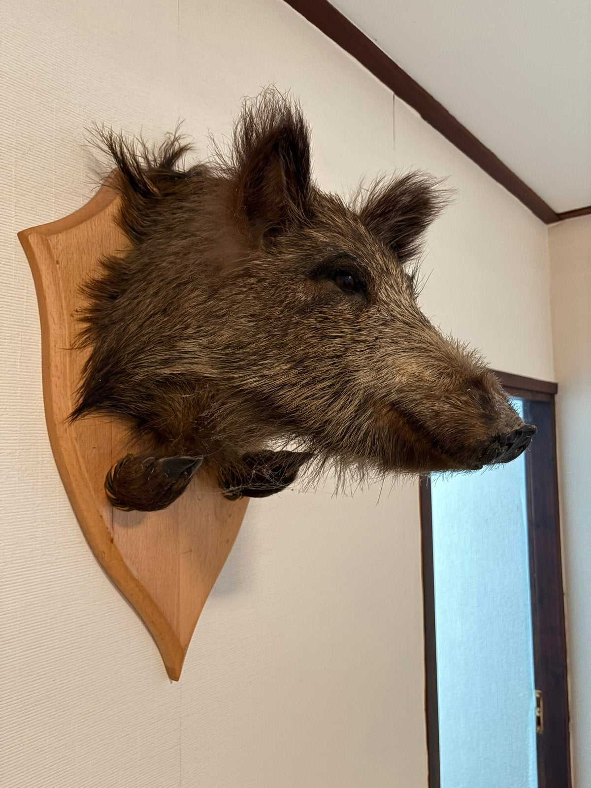 Opgezet / Taxidermie Wild zwijn kop, Verzamelen, Dierenverzamelingen, Ophalen, Zo goed als nieuw, Wild dier, Gewei of Kop