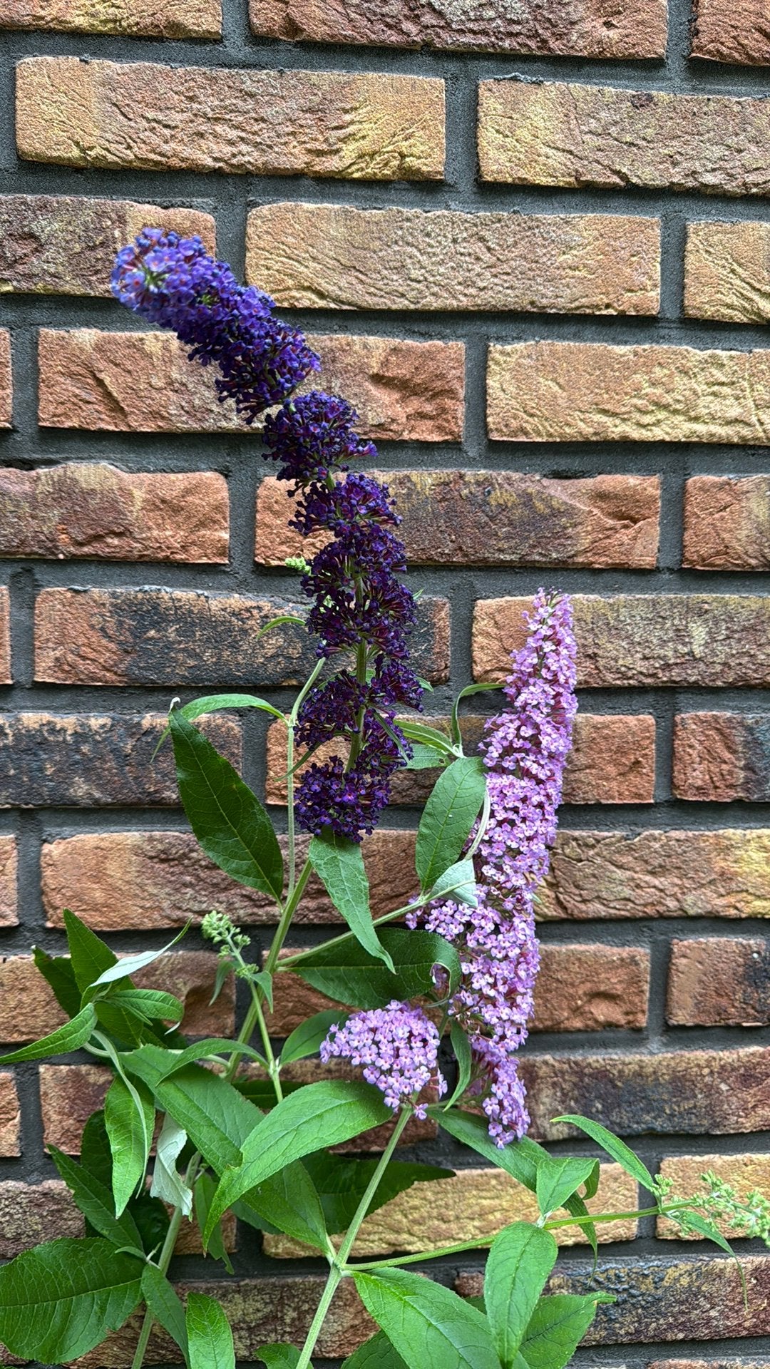 Diverse vlinderstruiken (Fascinating), Volle zon, Vaste plant, Zomer, Ophalen
