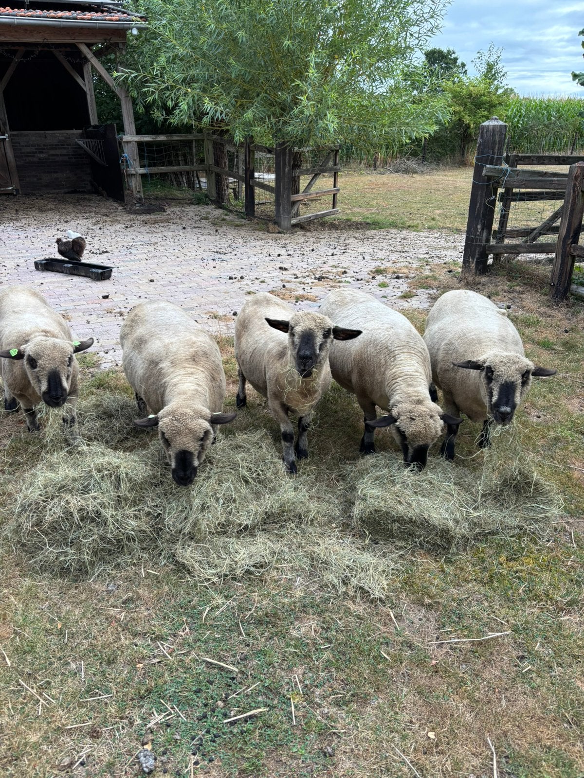 Te koop 5 stuks Hampshire down schapen, Dieren en Toebehoren, Schapen, Geiten en Varkens, Vrouwelijk, Schaap