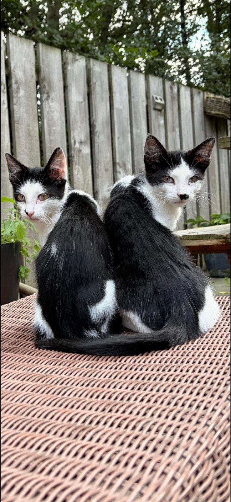 kittens zwart witte poesjes katertjes, Dieren en Toebehoren, Meerdere dieren, Ontwormd, 0 tot 2 jaar
