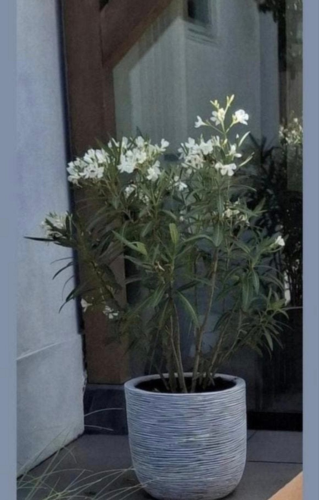 Oleander in witte grote pot 2 stuks € 75 per stuk, Ophalen, Overige soorten, Volle zon