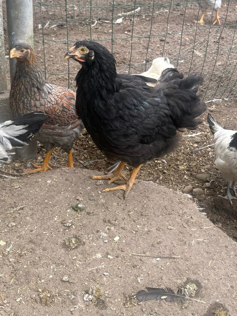 Wyandotte groot zwart, Kip