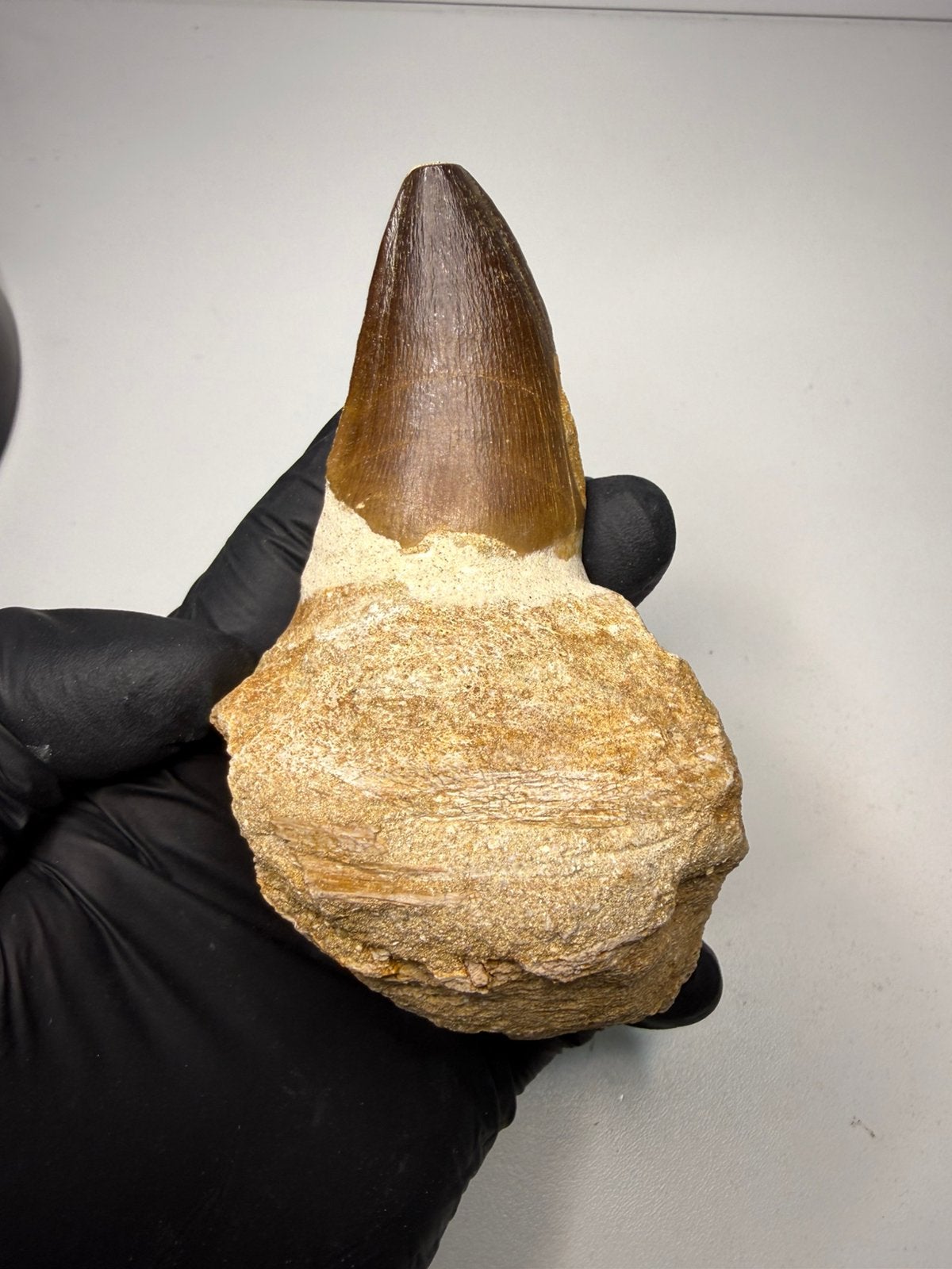 Mosasaurus kaak fragment met tand - dinosaurus fossiel, Ophalen of Verzenden, Fossiel