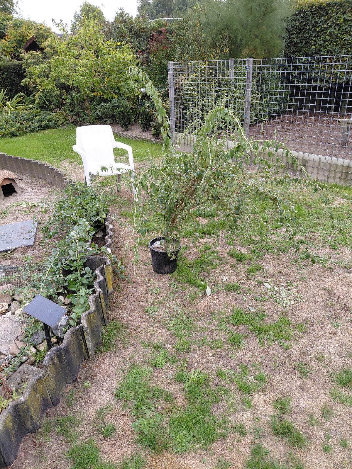 Goji bes plant - Lycium barbarum, Tuin en Terras, Ophalen, Volle zon