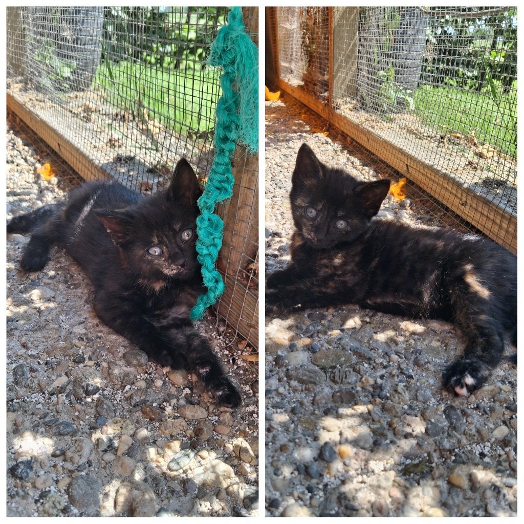 Kittens te koop!, Dieren en Toebehoren, Meerdere dieren, Kortharig, 0 tot 2 jaar