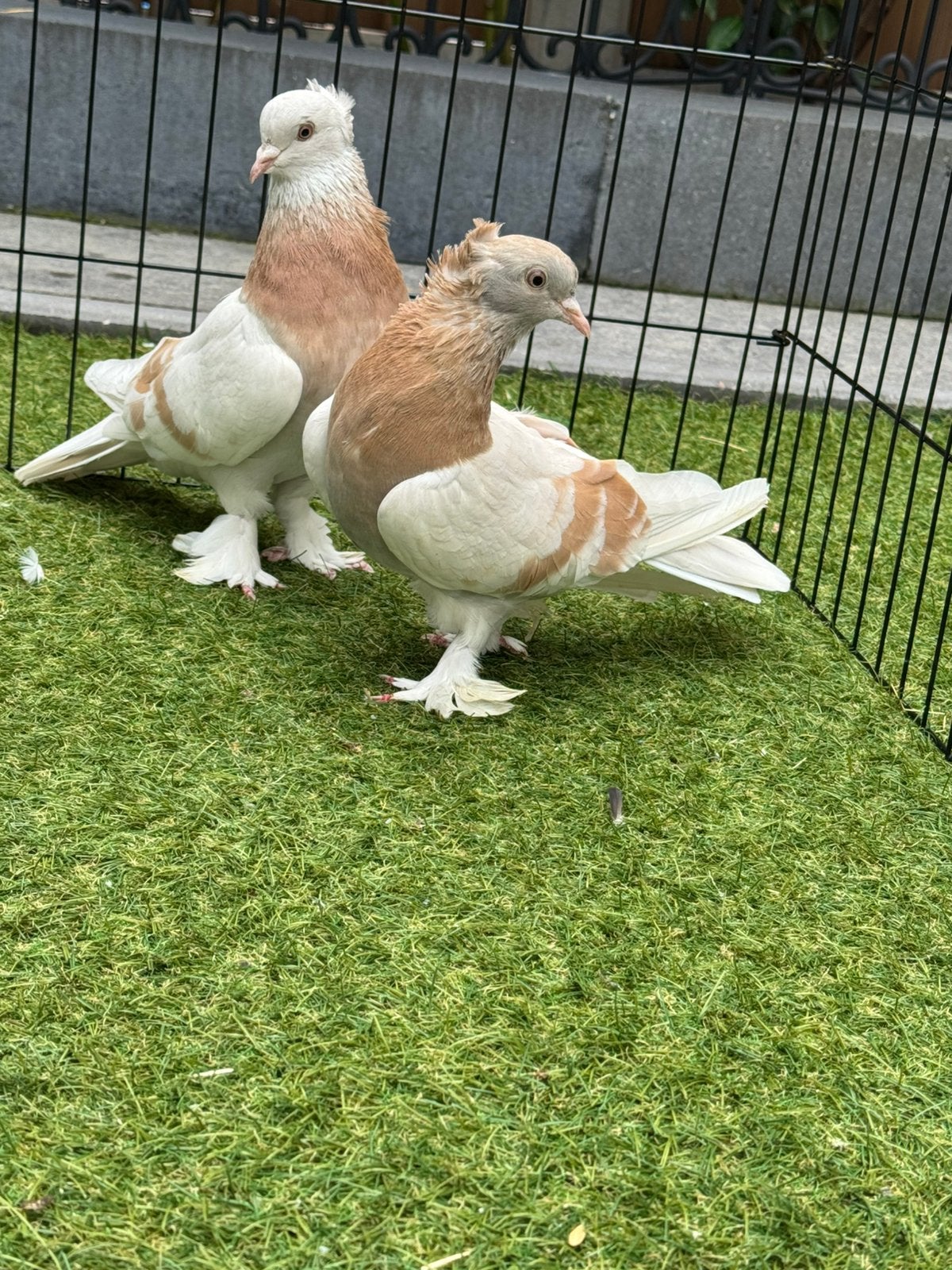 Takla oyun kusu