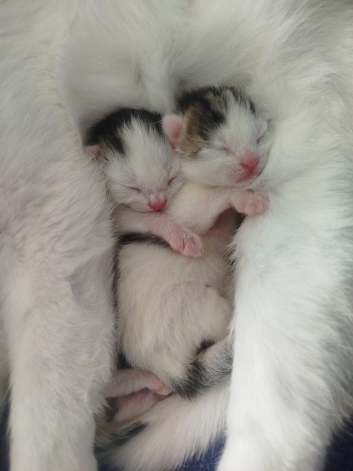 Te koop 2 kittens, Dieren en Toebehoren, Katten en Kittens | Overige Katten, Poes, Kortharig, 0 tot 2 jaar