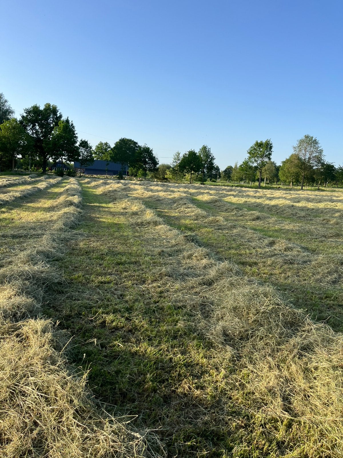 Paardenhooi in kleine baaltjes 1e snede 2026 licht bemest, Dieren en Toebehoren, Ophalen, Vee