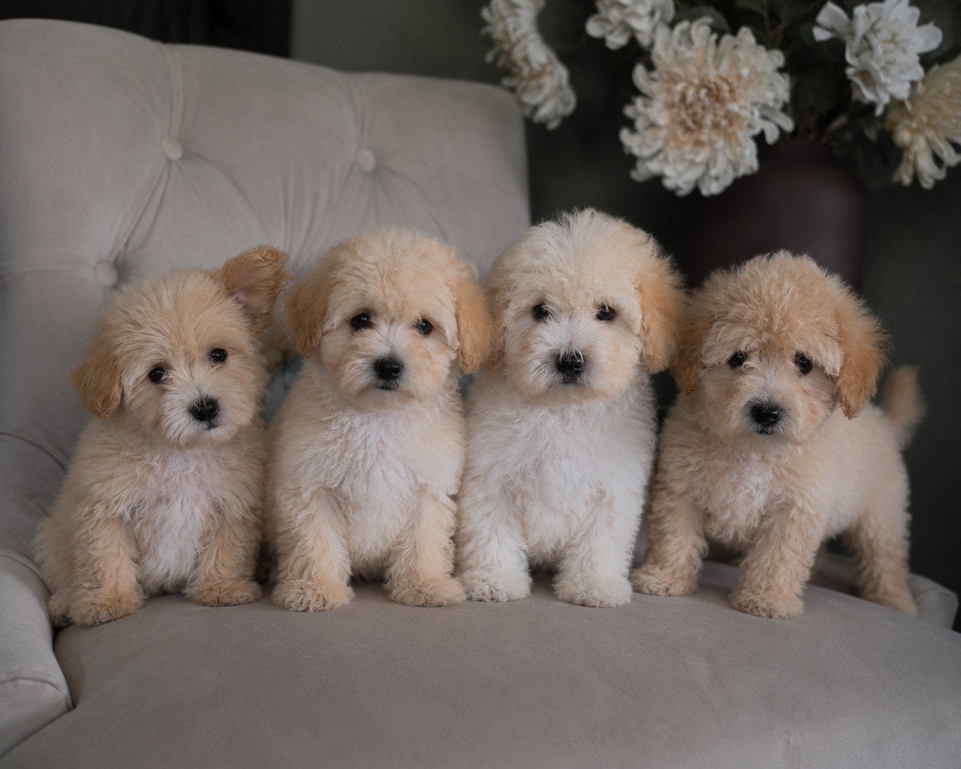 Cockapoo puppy's, Dieren en Toebehoren, Honden | Niet-rashonden, 8 tot 15 weken, Meerdere, Meerdere dieren, Middel
