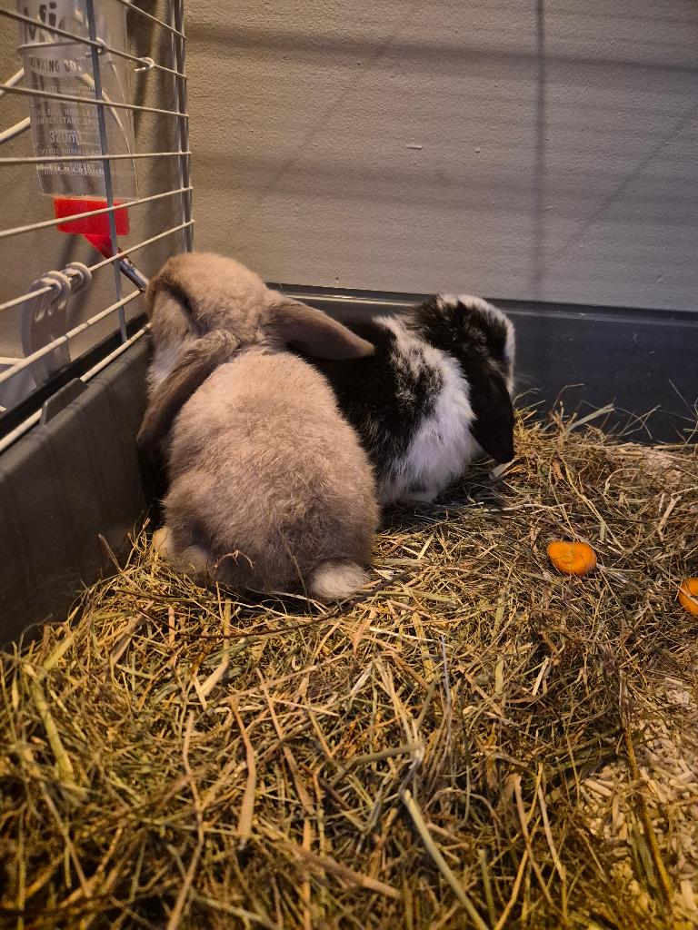 Hangoor dwerg konijn met kooi, Dieren en Toebehoren, Vrouwelijk, Dwerg, Hangoor