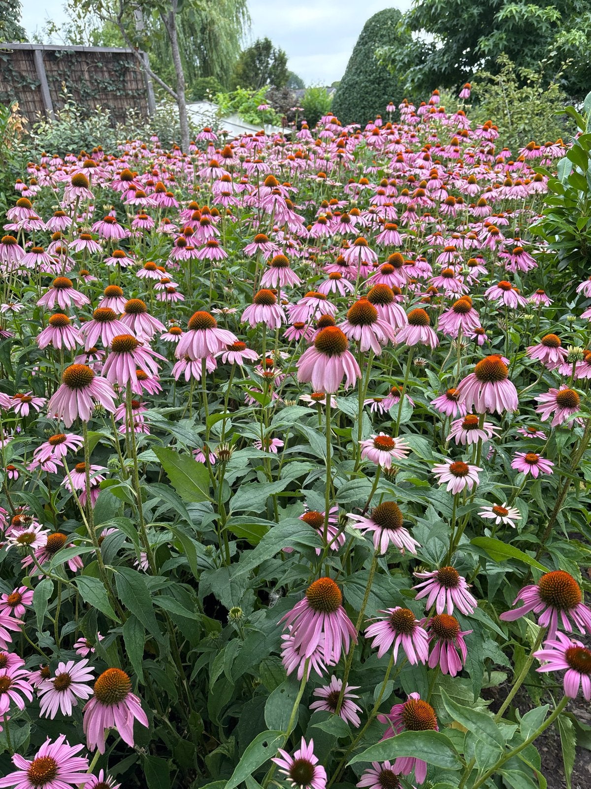 Echinacea Purpurea: snijbloeme Zonnehoed voor uw Tuin, Overige soorten, Volle zon, Vaste plant, Ophalen of Verzenden