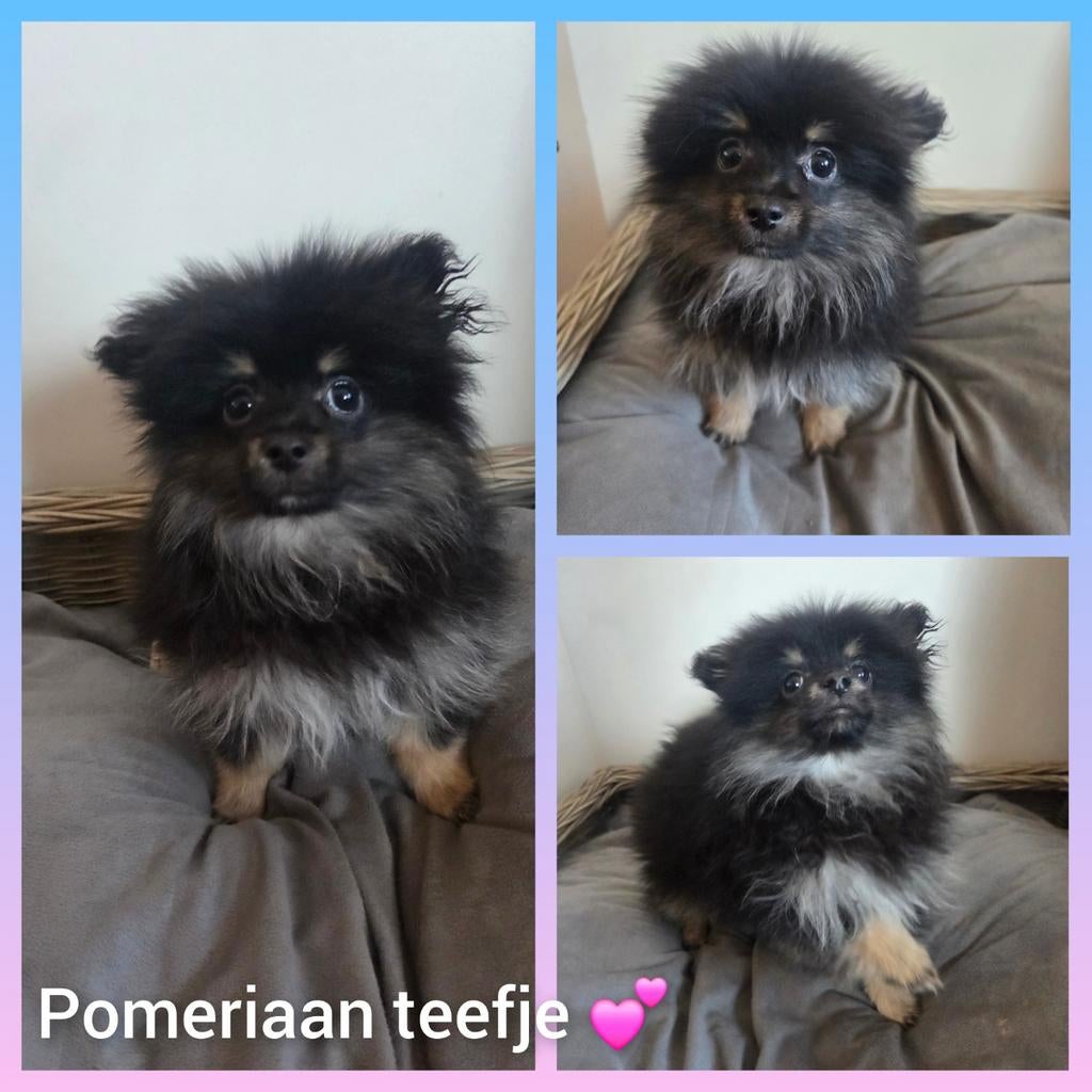 Pomeriaan pups, Dieren en Toebehoren, Honden | Poolhonden, Keeshonden en Oertypen, Particulier, Keeshond, 8 tot 15 weken, Buitenland