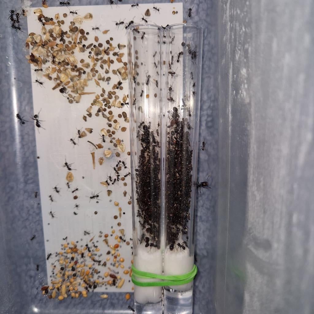 Messor barbarus 1q 200-300w | oosgstmier ants mierenkolonie, Mieren