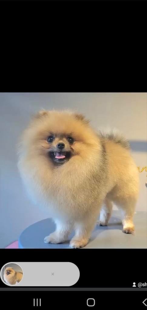 Mini Pomeriaan Dekreutje super klein(NIET TE KOOP)Getest, Dieren en Toebehoren, Parvo, Particulier, Reu, 1 tot 2 jaar