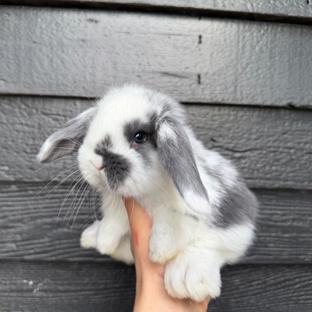 Lieve, gecastreerde, raszuivere Franse Hangoor koppels, Dieren en Toebehoren, Konijnen, Groot, Meerdere dieren, Hangoor