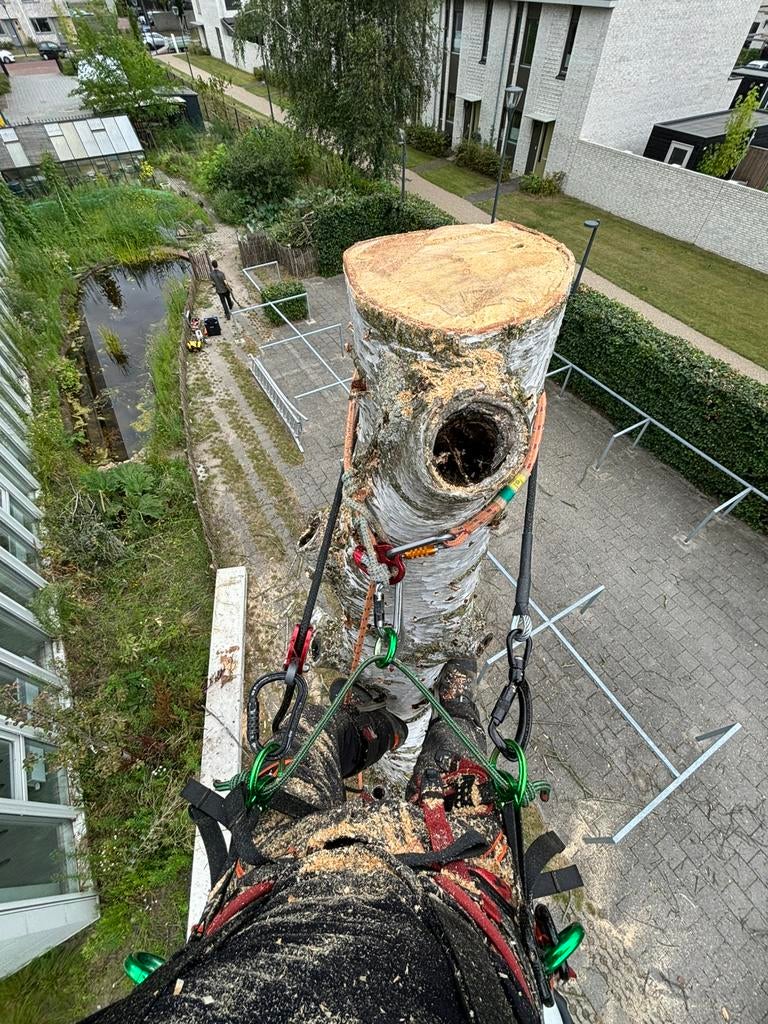 Professionele bomensnoei, kap of (ver)planten Boomverzorging, Garantie, Tuinonderhoud of Snoeiwerk