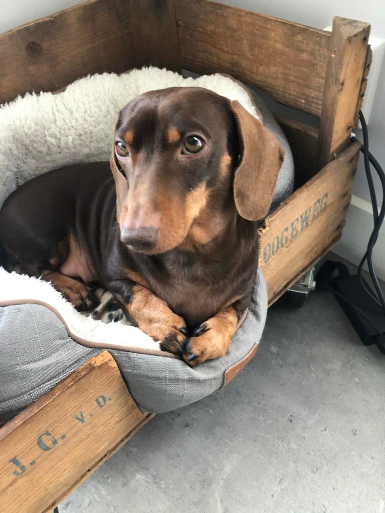 Dwergteckel reu, teckel dekreu, 6 jaar of ouder, Reu, Parvo, Eén hond