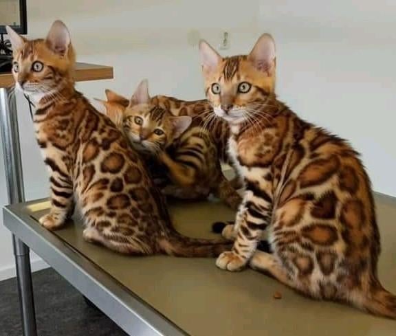 Bengalen cattery Sandoera, Dieren en Toebehoren, Katten en Kittens | Raskatten | Korthaar, Meerdere dieren, Met stamboom, 0 tot 2 jaar
