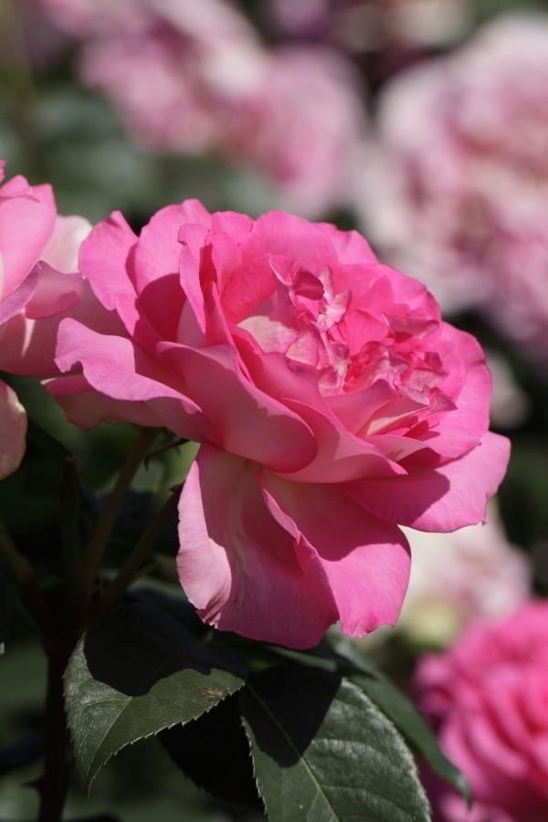 Rosa Borneo Odore THEE Geurend, snijroos, potroos, geurroos, Tuin en Terras, Planten | Tuinplanten, Overige soorten, Volle zon