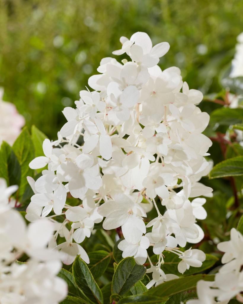 Nieuw!!! Hortensia, Hydrangea 'Groundbreaker Blush', Volle zon, Vaste plant, Zomer, Ophalen