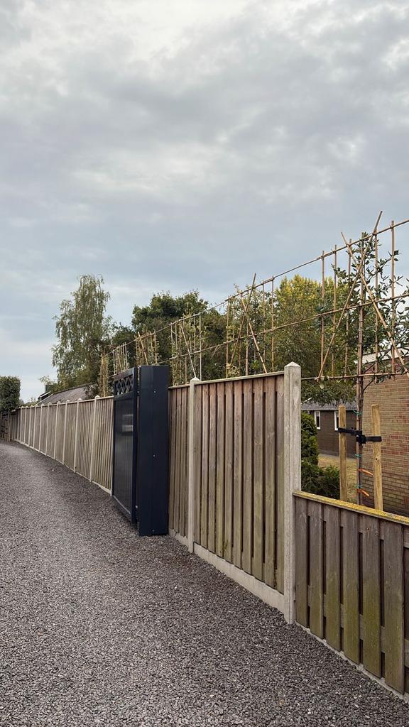 Leibomen ACTIE! Leiboom Steeneik - Quercus ilex, Tuin en Terras, Ophalen of Verzenden