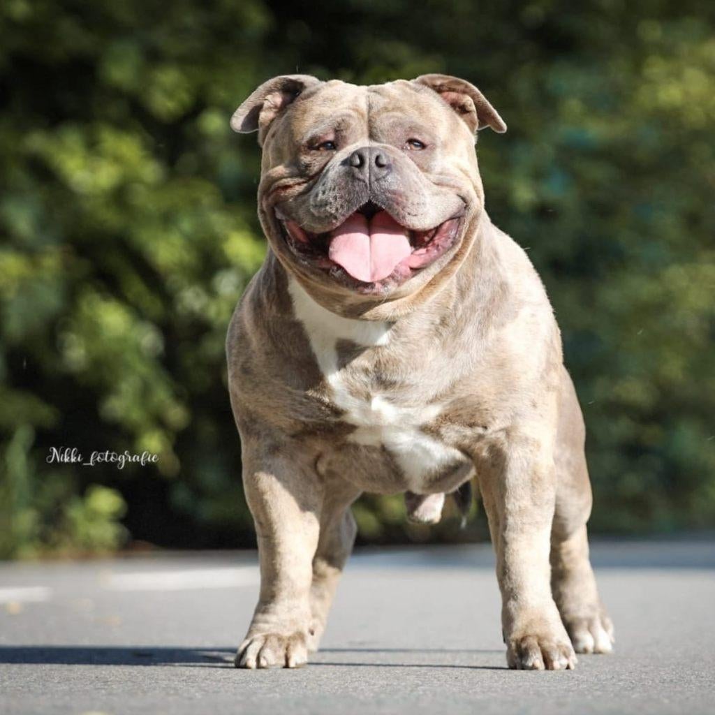 American Bully Dekreu, Dieren en Toebehoren, Reu, Parvo, Eén hond, 3 tot 5 jaar