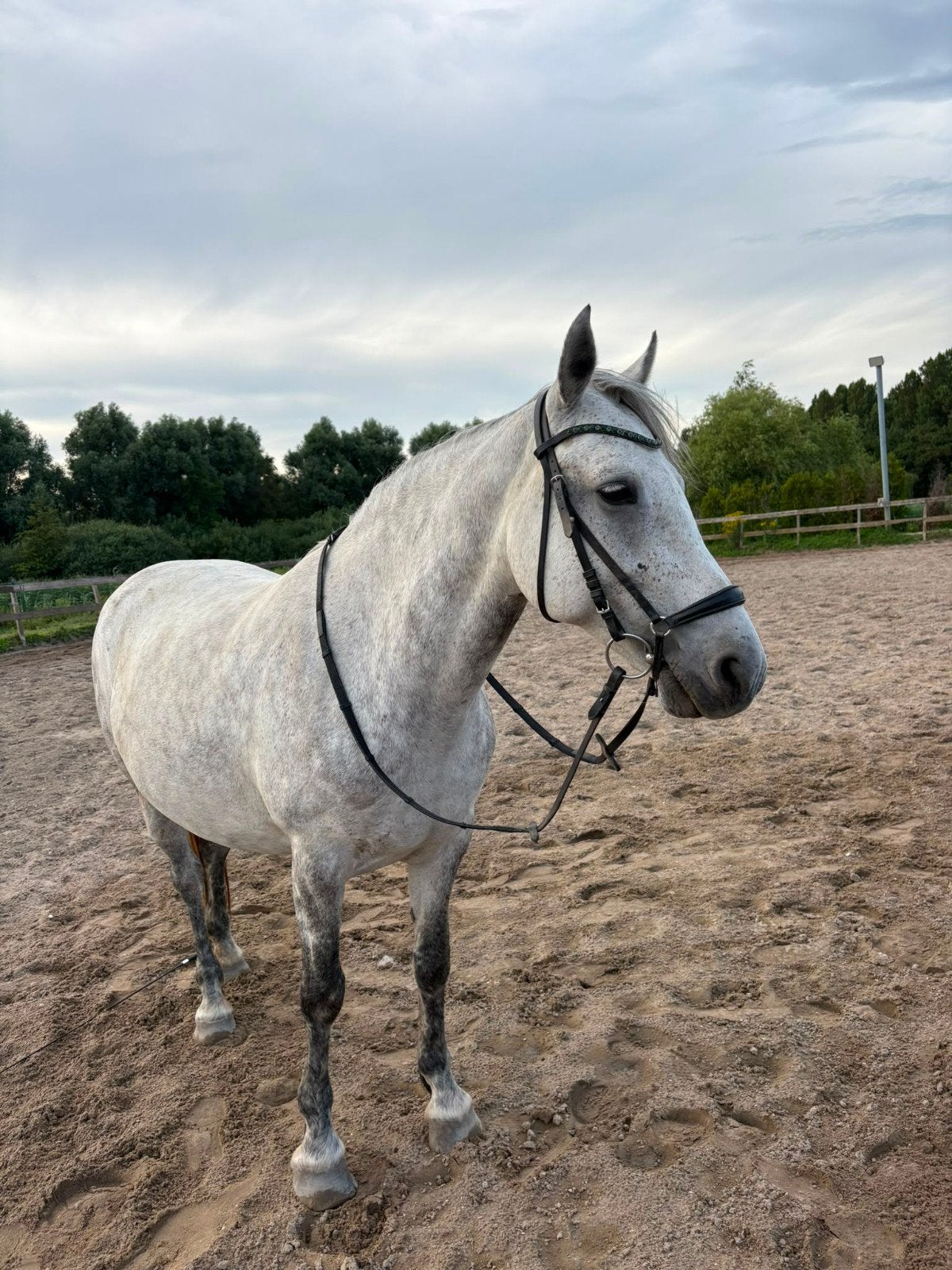 Vriendelijke D pony, Dieren en Toebehoren, Pony's, Merrie