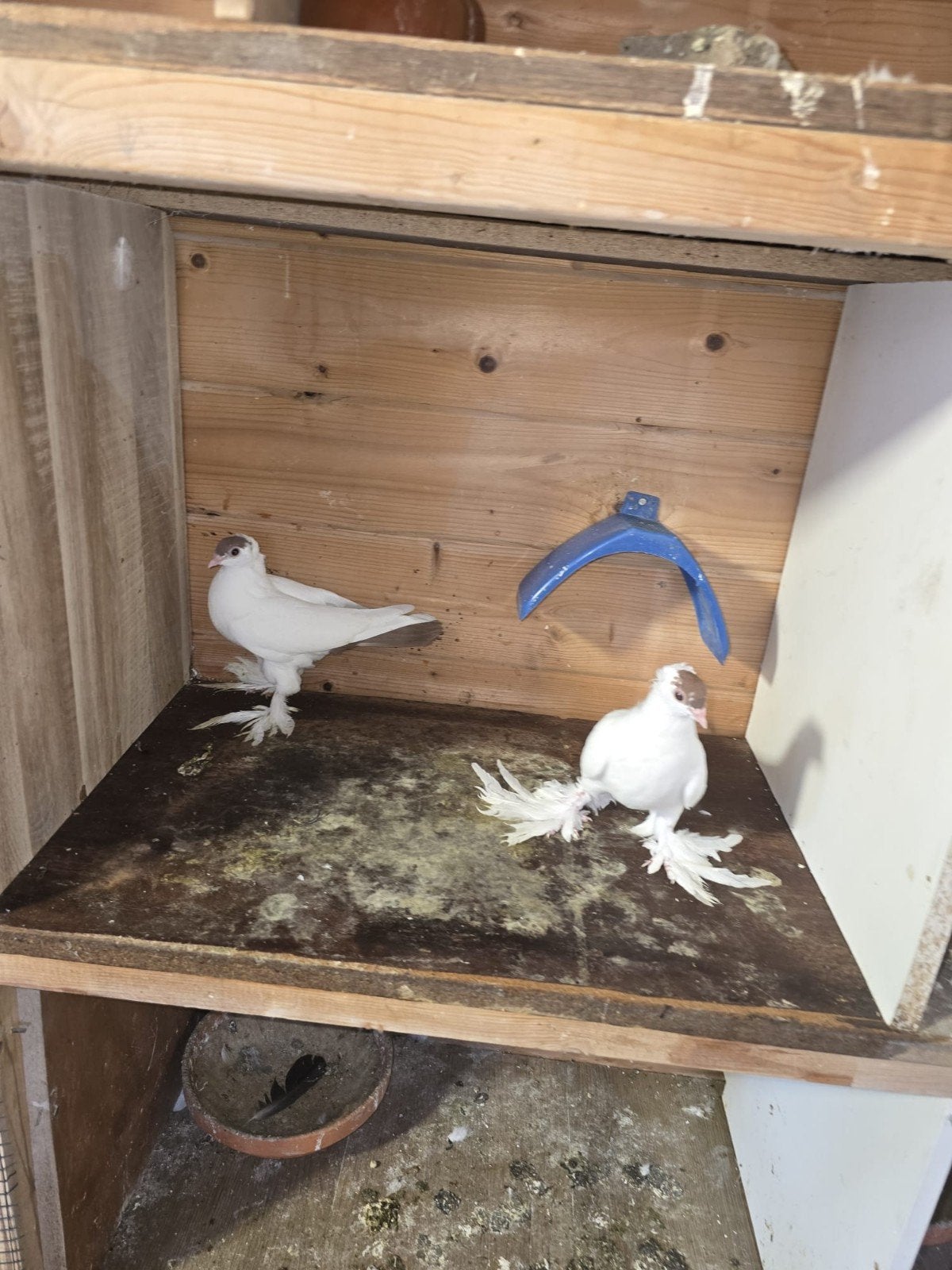 te koop 50€, Dieren en Toebehoren, Vogels | Duiven