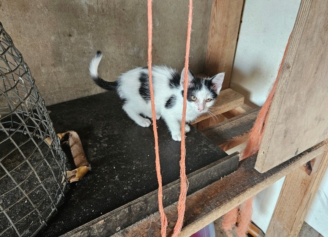 1 kitten zwart wit gevlekt poesje, Poes, Kortharig, 0 tot 2 jaar