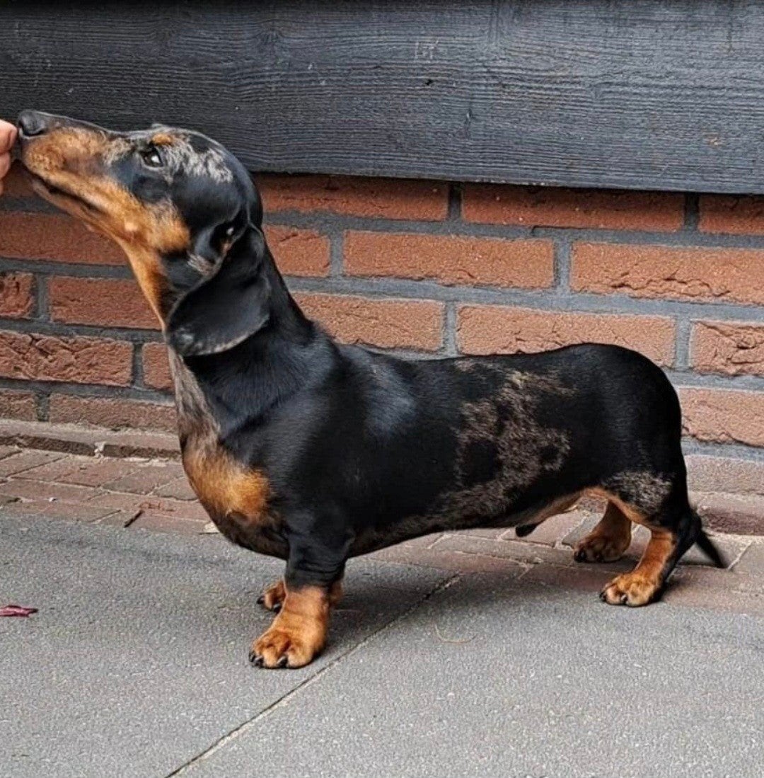 prachtig dwerg stamboom zwarttijger dekreu, Dieren en Toebehoren, Reu, CDV (hondenziekte), 1 tot 2 jaar, Eén hond
