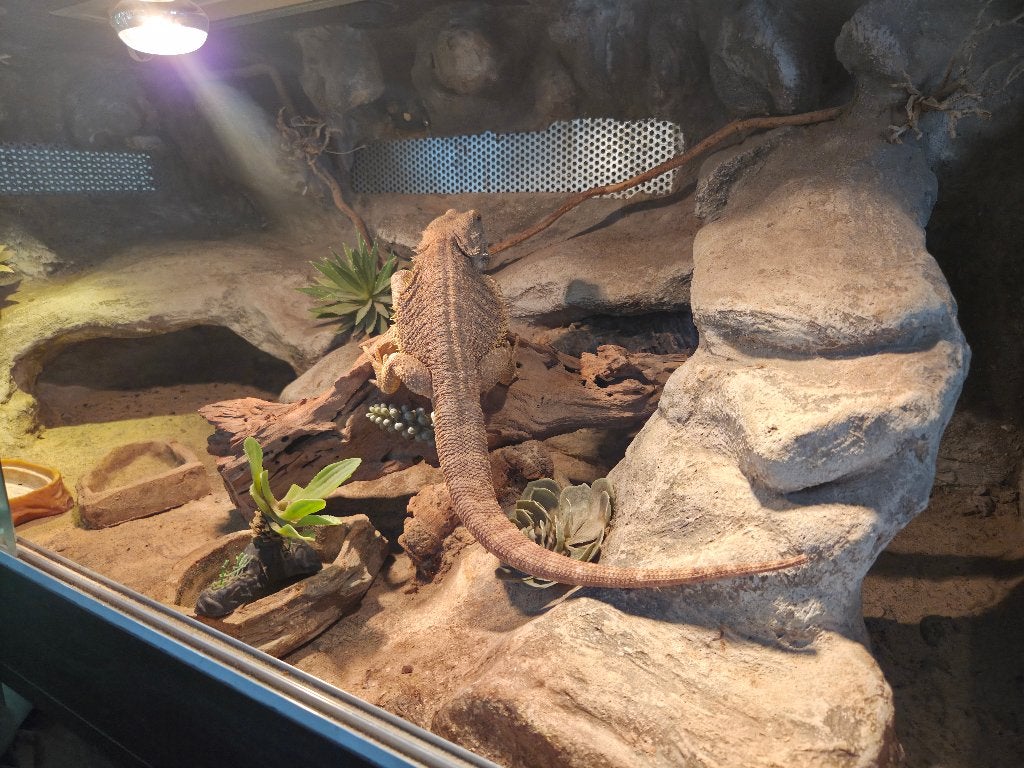 Terrarium, Ophalen, Gebruikt, Terrarium of Paludarium