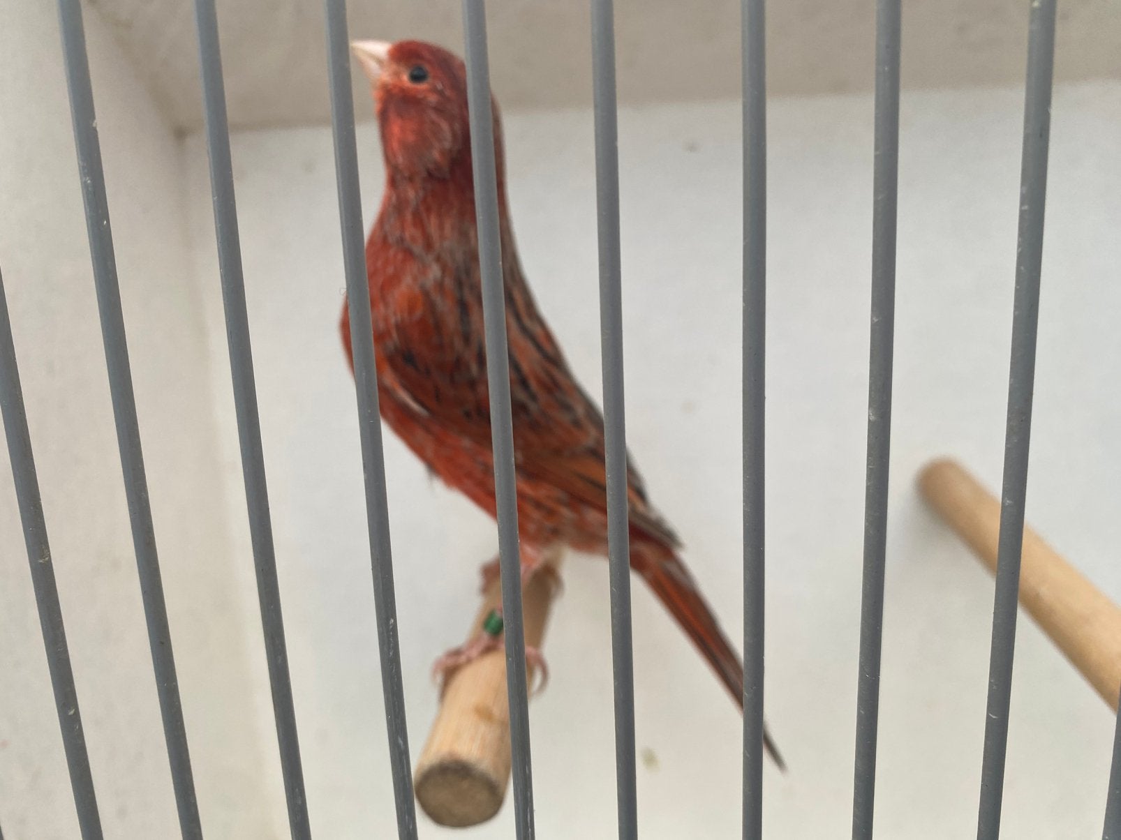 Rood agaat schimmel kanarie, Mannelijk, Kleurkanarie
