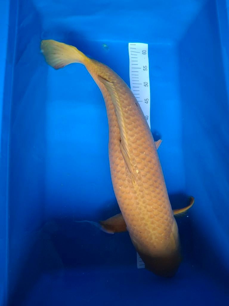 Koi chagoi 75+ cm., Karper of Koi