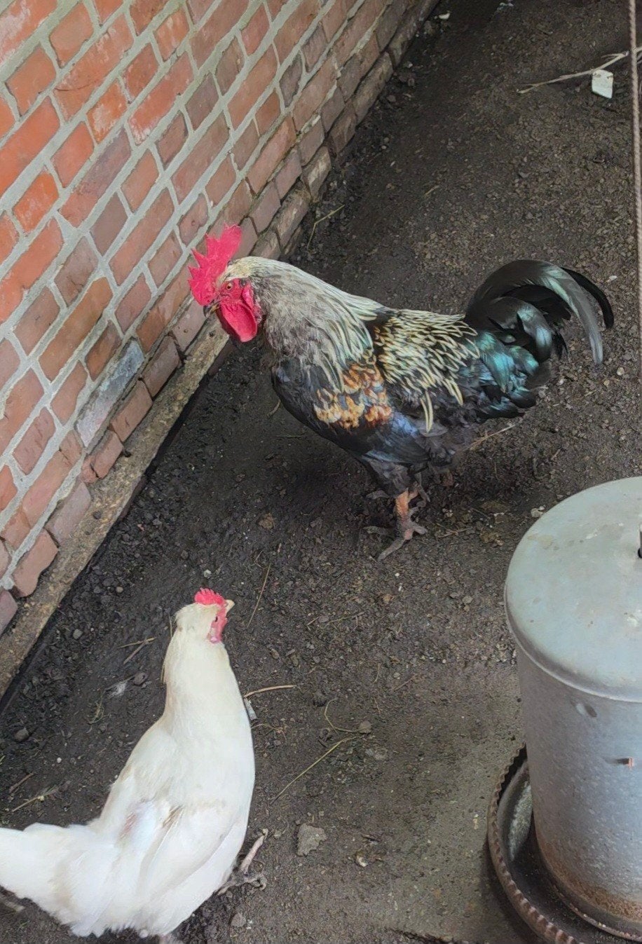 Gratis haan, Dieren en Toebehoren, Pluimvee, Mannelijk, Kip