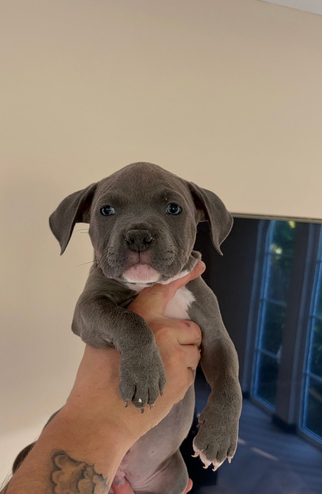 American bully reu, Dieren en Toebehoren, Overige rassen, 8 tot 15 weken, Meerdere dieren, Eén hond