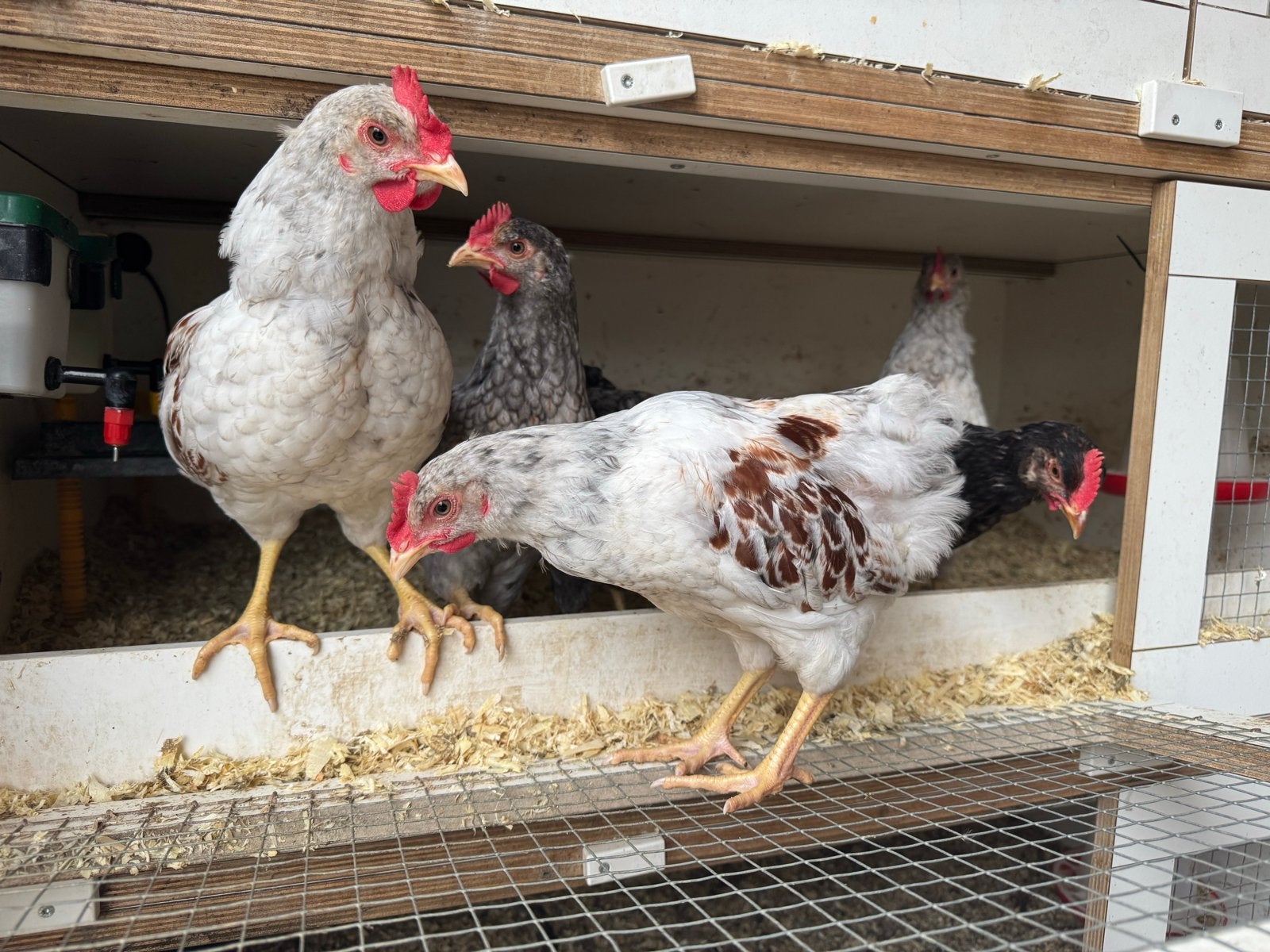 Barnevelder hanen, Dieren en Toebehoren