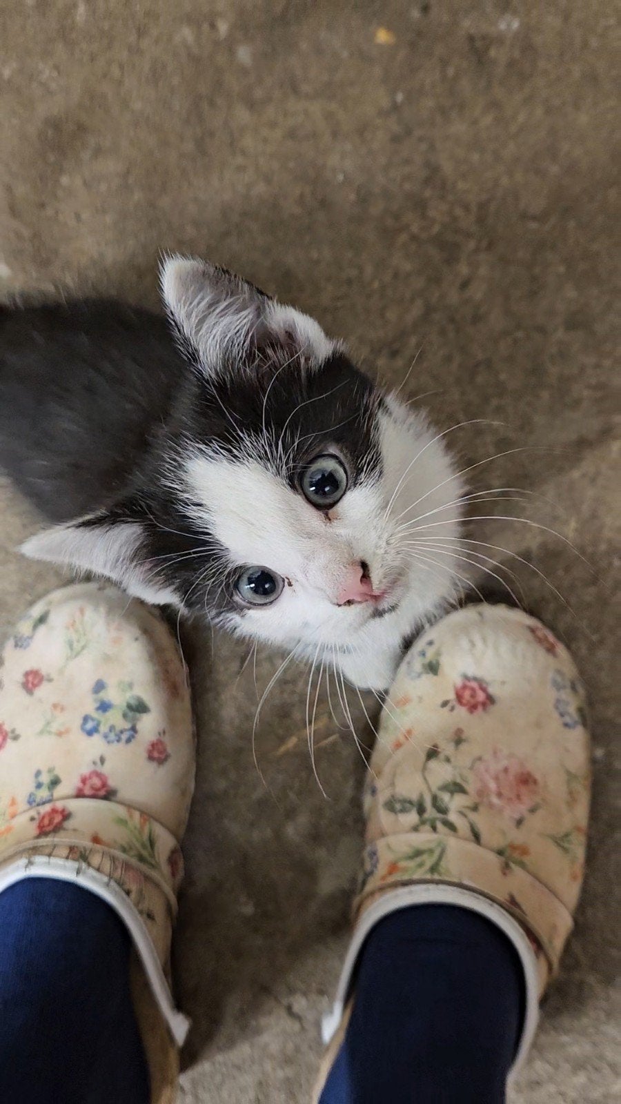 kittens, Dieren en Toebehoren