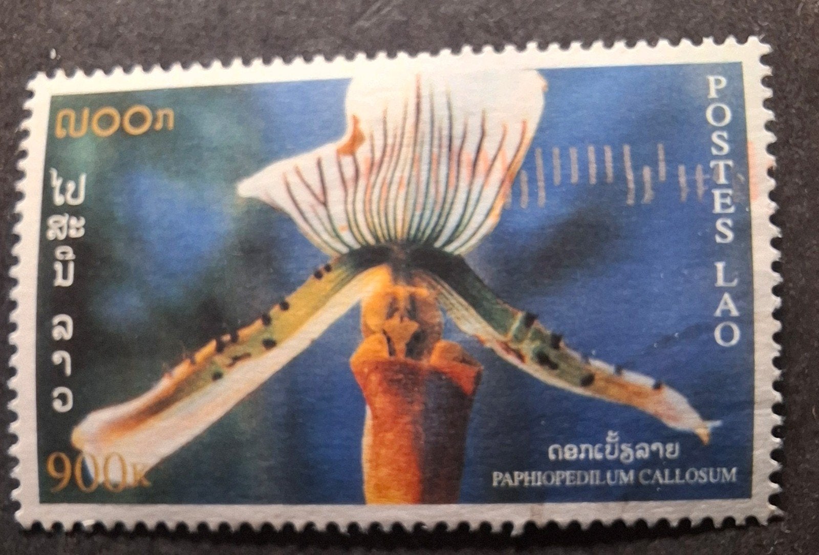 Laos bloem, Ophalen of Verzenden, Dier of Natuur