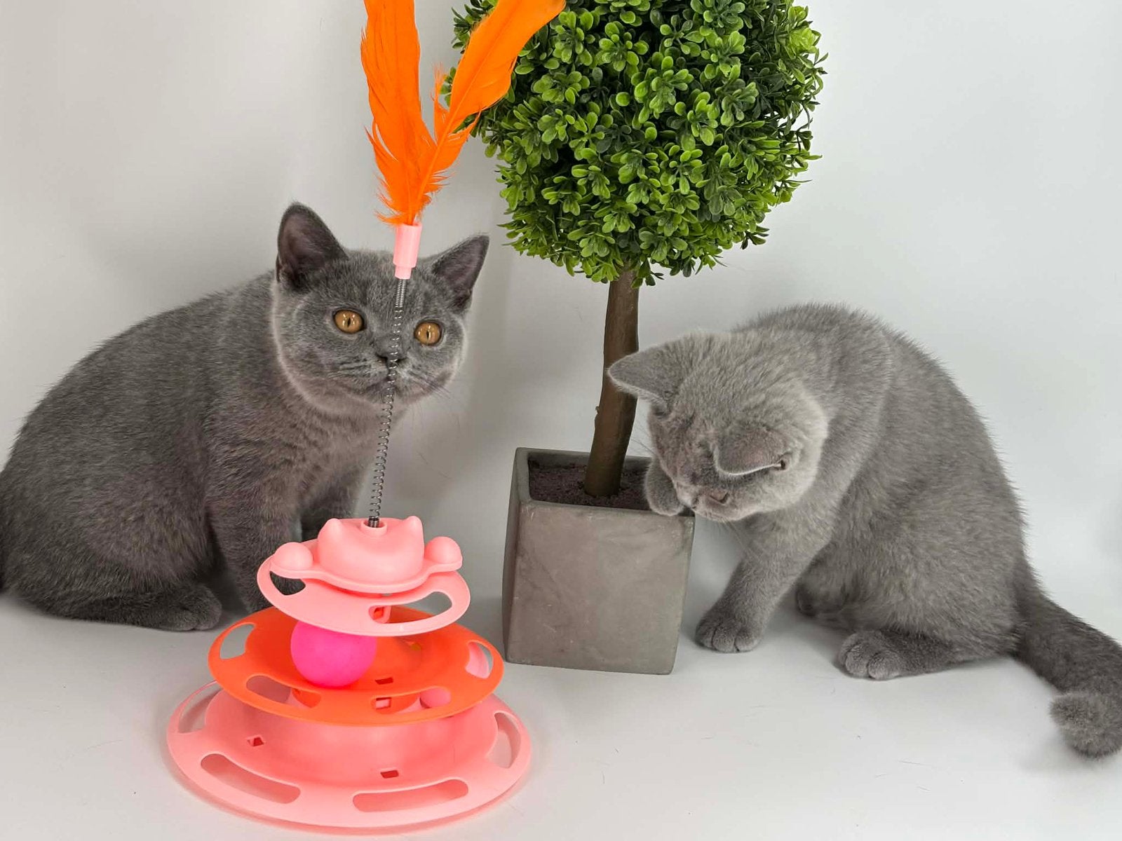 Brits Korthaar kittens / Britse Korthaar kittens, Dieren en Toebehoren, Katten en Kittens | Raskatten | Korthaar