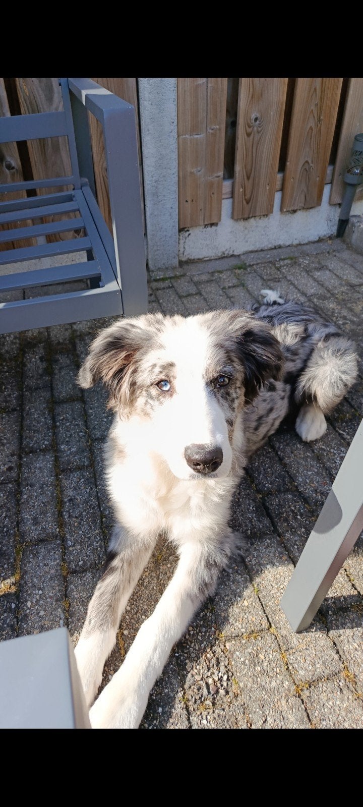 Hond Bowy, België, Particulier, Rabiës (hondsdolheid), 15 weken tot 1 jaar