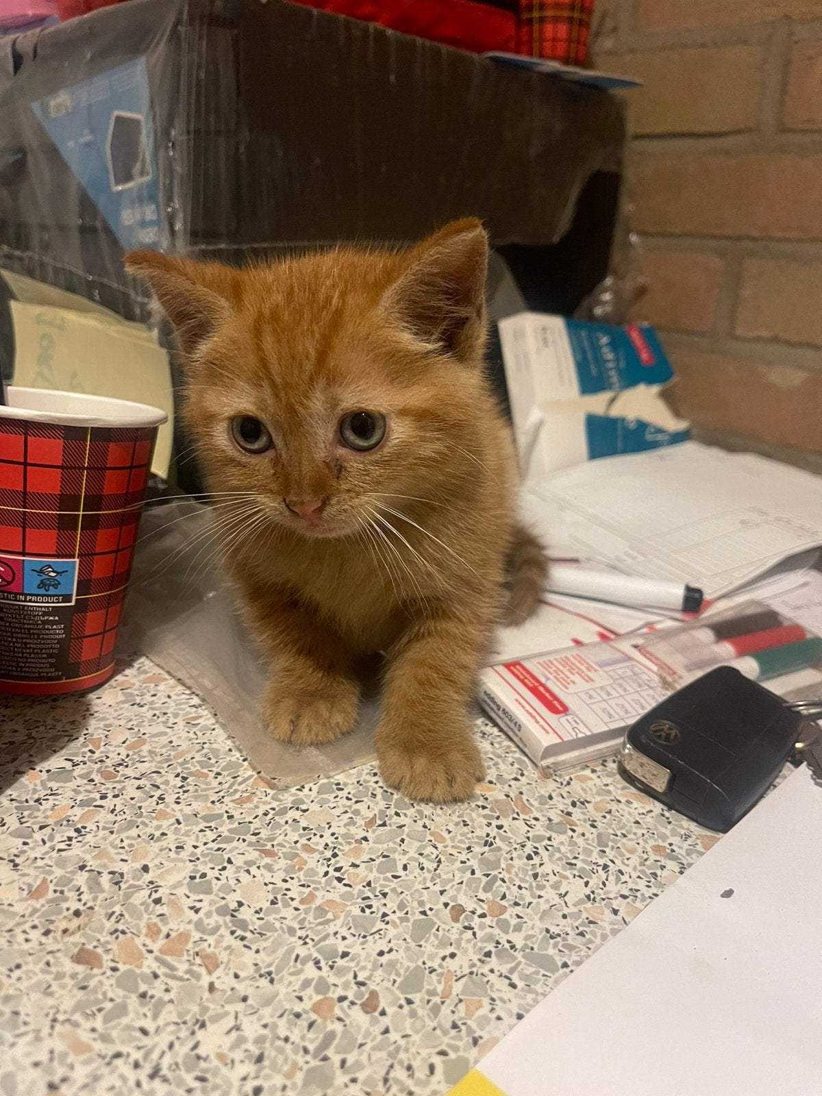 Kittens te koop 8 weken, Dieren en Toebehoren, Poes, Ontwormd