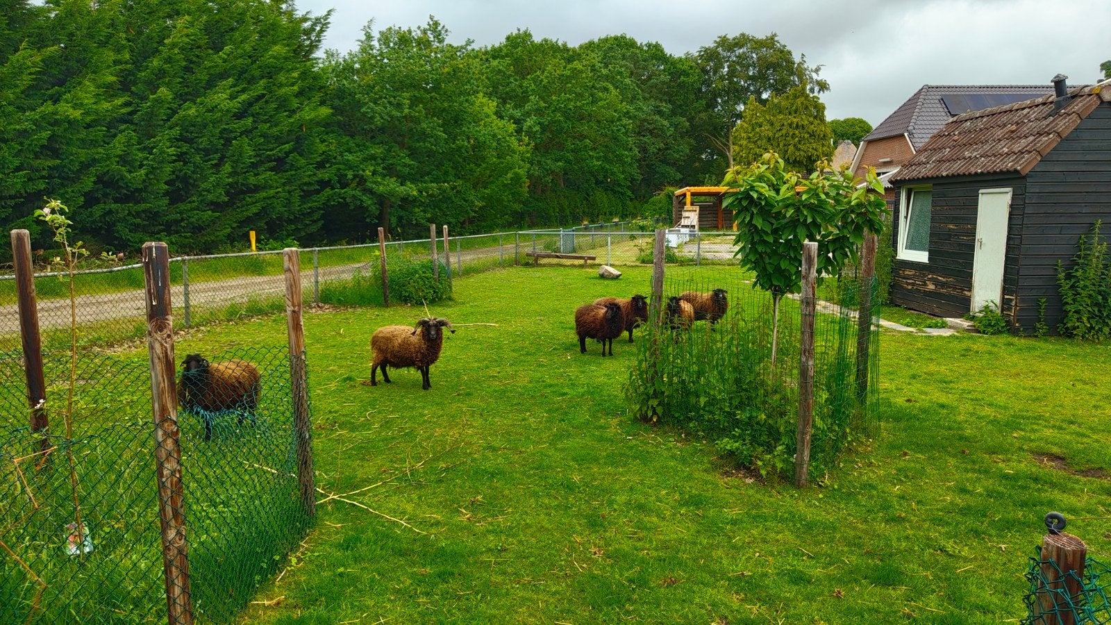 6 ouessant schapen (incl Heiniger scheermachine en hooiruif), Meerdere dieren, Schaap